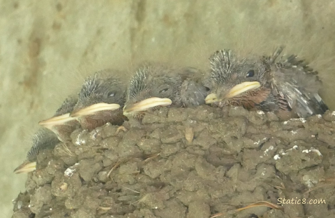 Five Barn Swallow nestlings in the nest