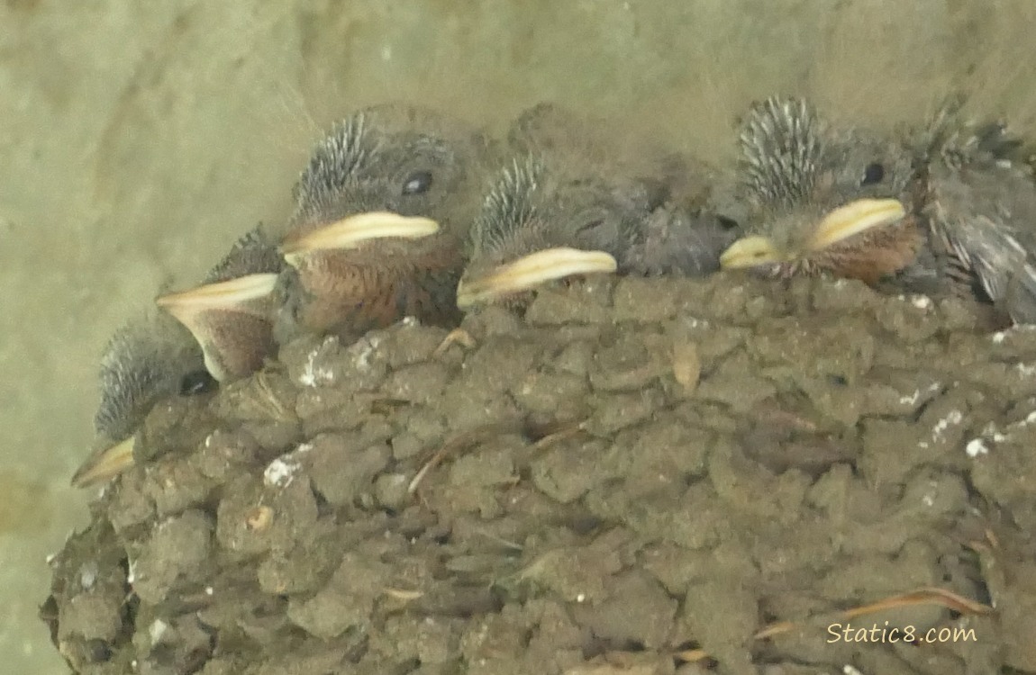 Five Barn Swallow nestlings in the nest