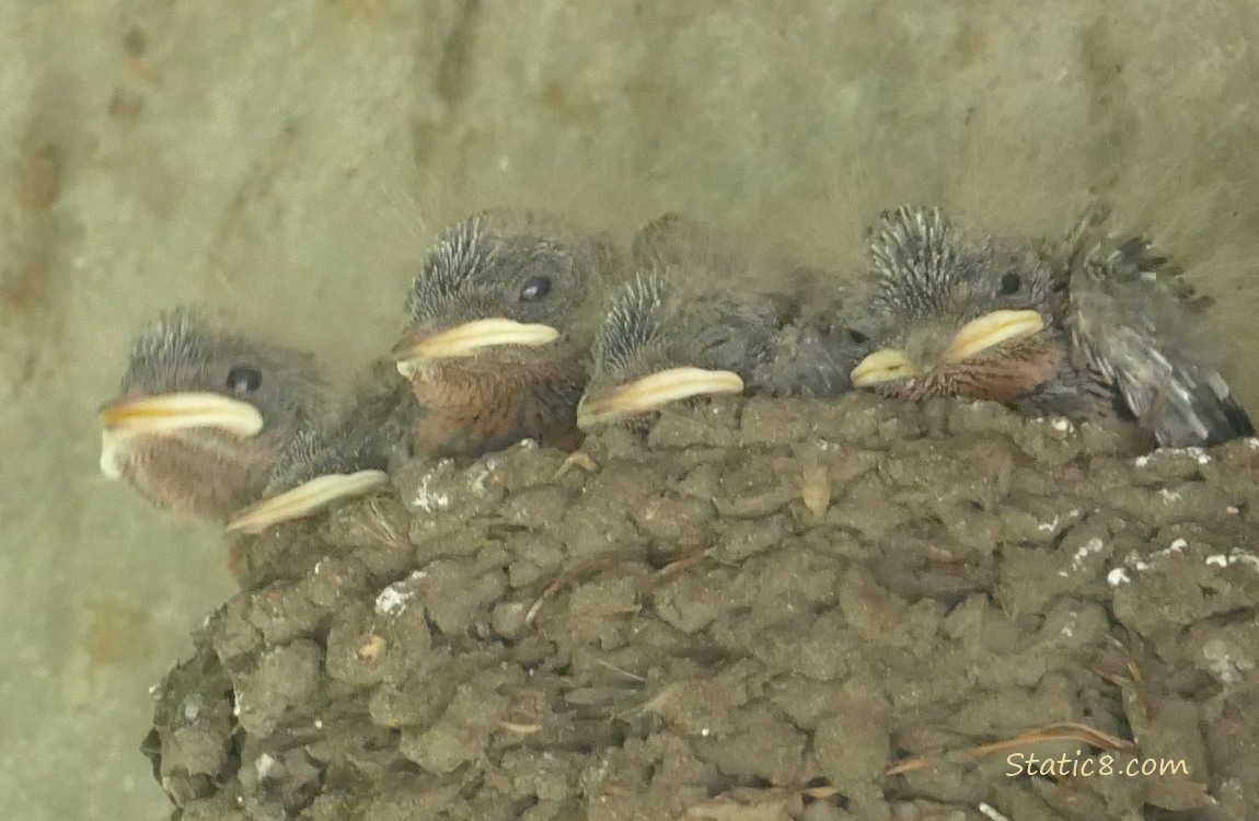 Five Barn Swallow nestlings in the nest, one is looking up