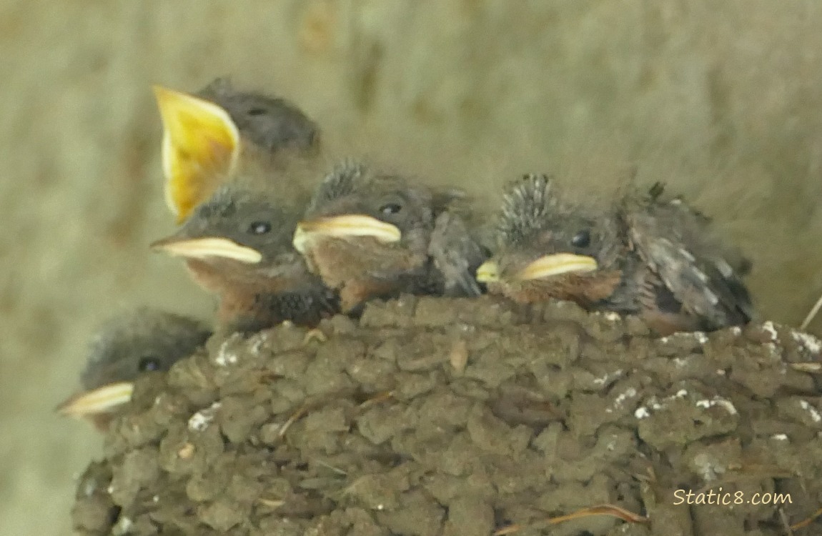 Five Barn Swallow nestlings in the nest, one is begging for food!