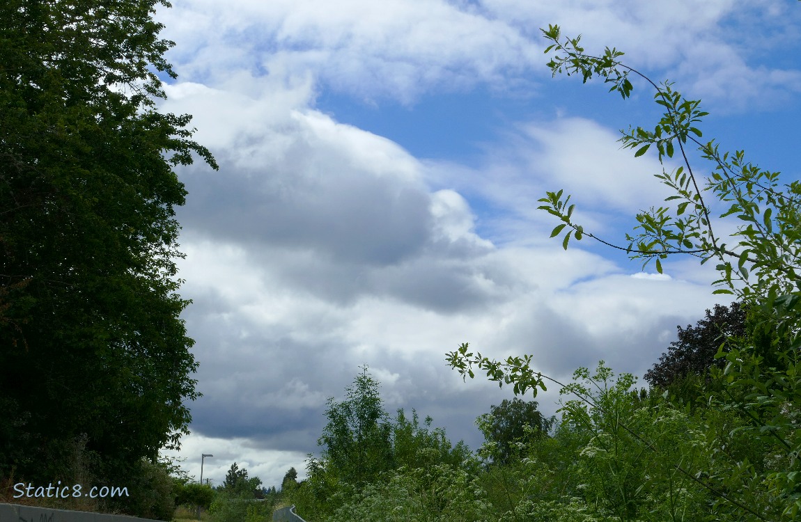 Clouds over the trees