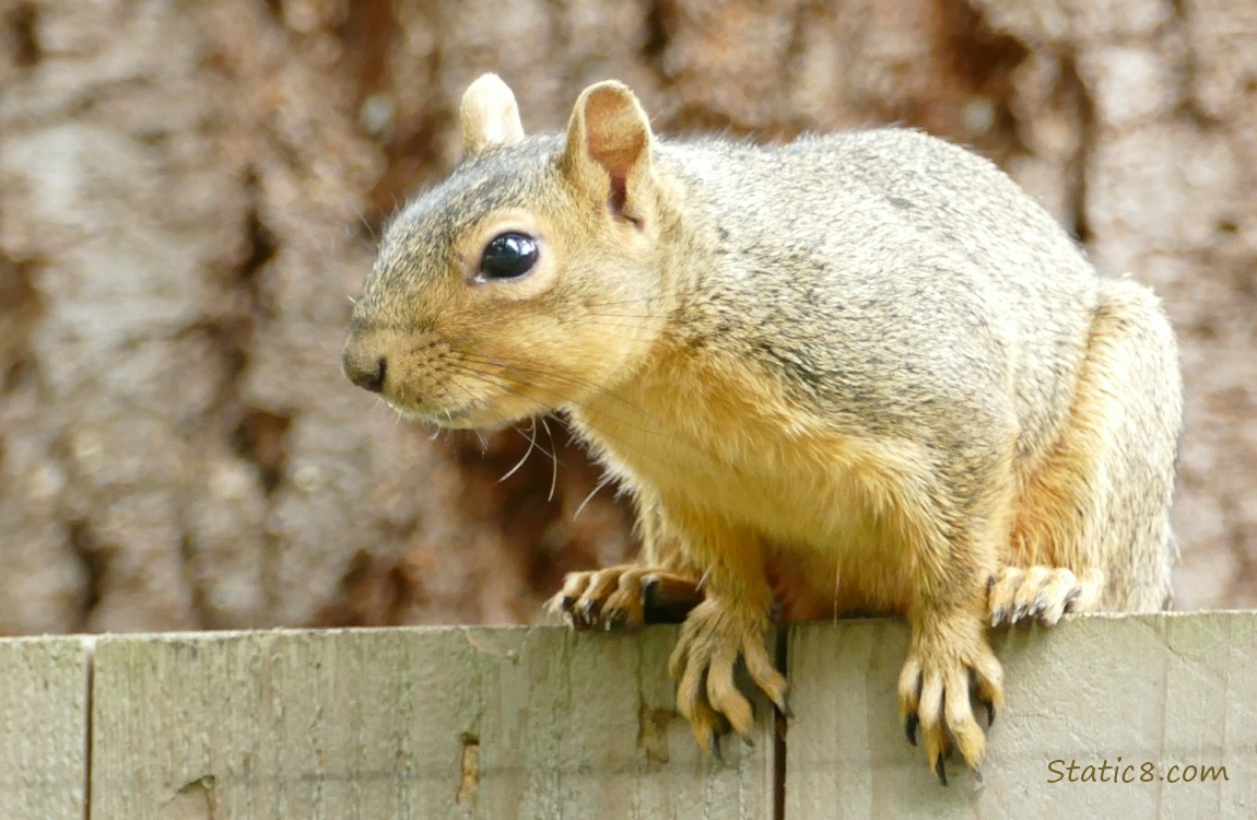 Squirrel sitting on a wood fence