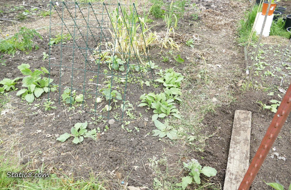 Garden Plot