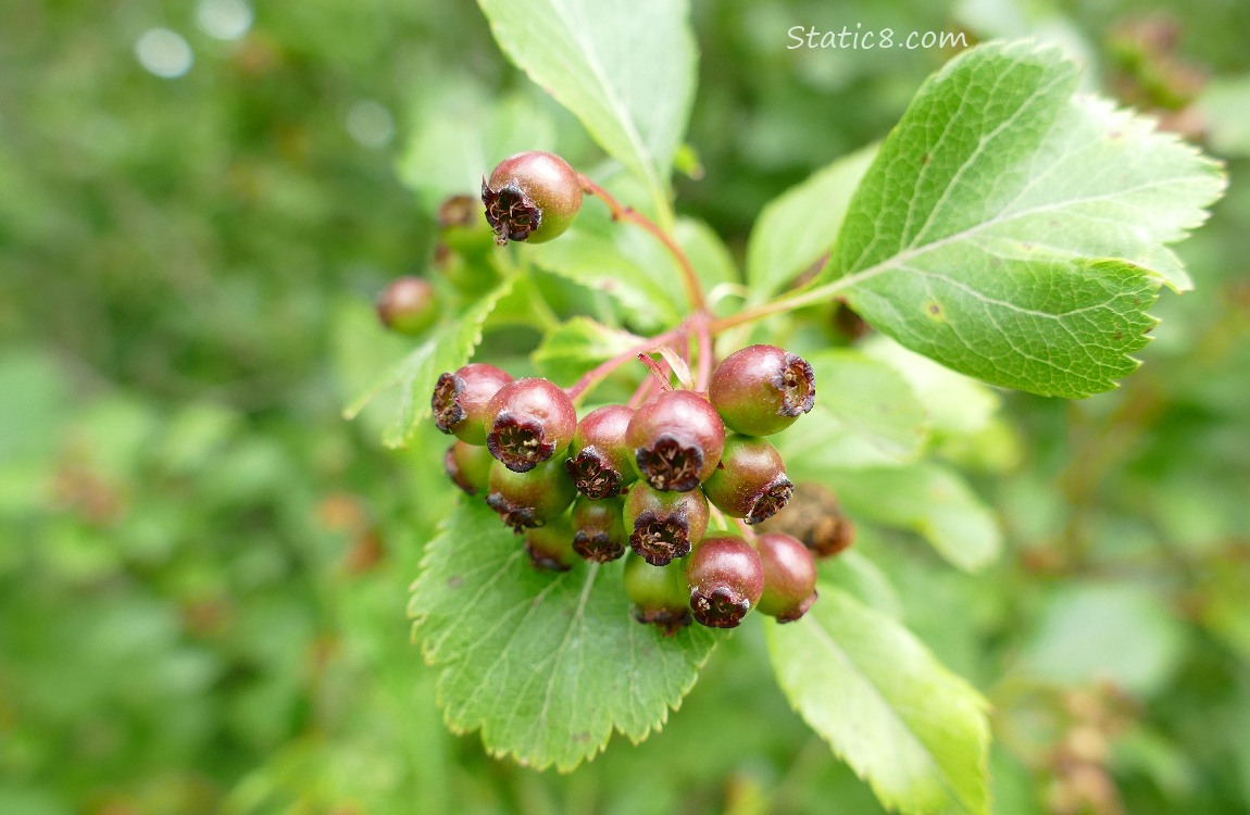 Hawthorn berries growing on the tree