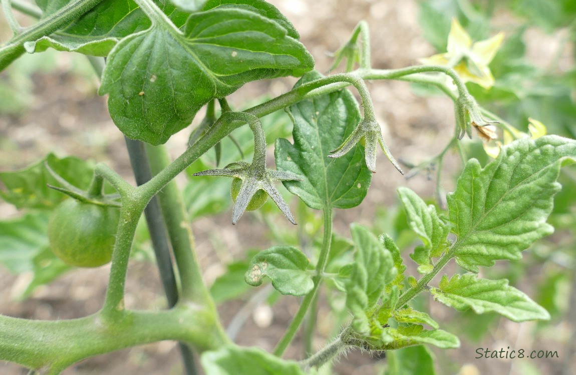 Green tomatoes and bloom on the vine