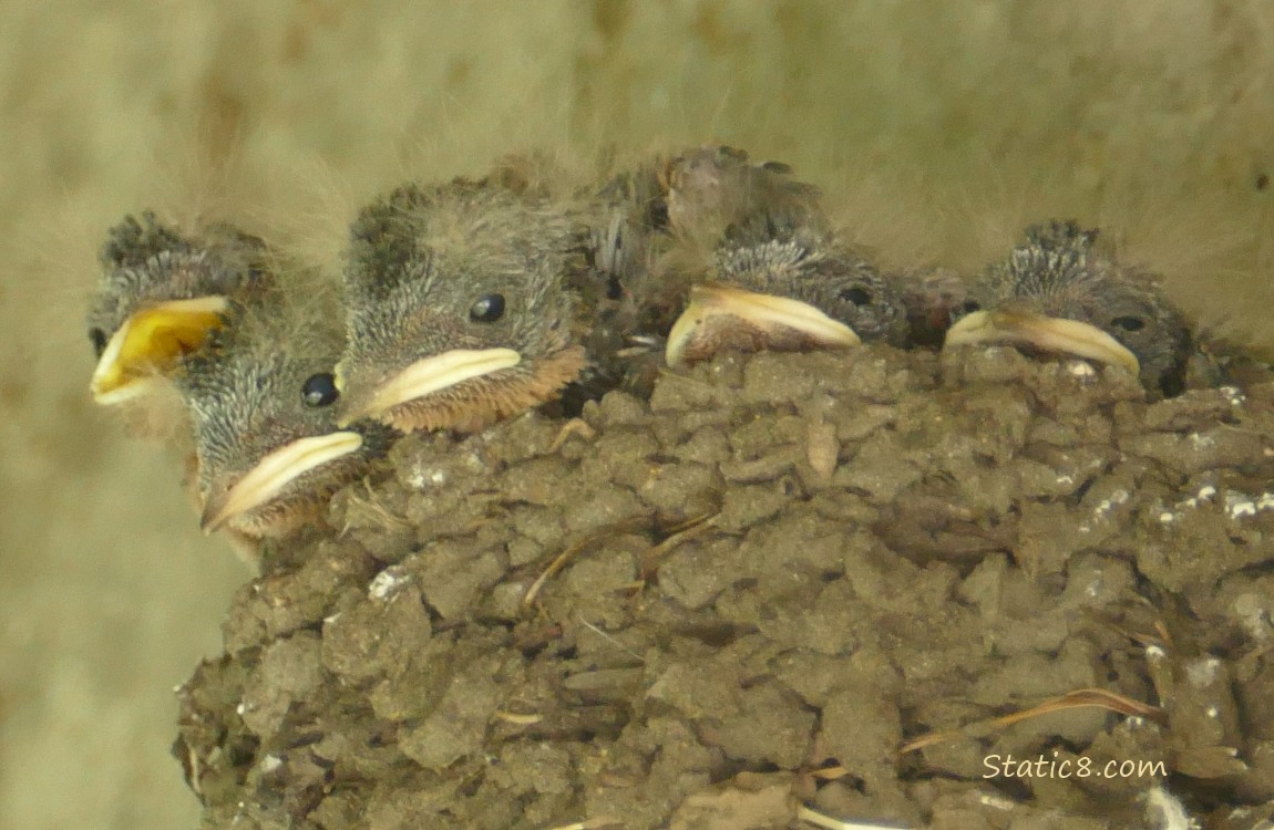 Barn Swallow nestlings in the nest, one begs for food