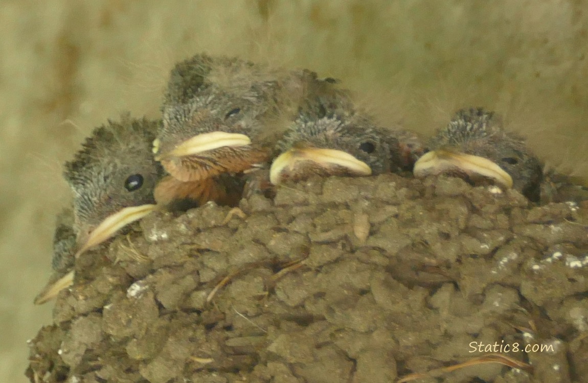 Five Barn Swallow nestlings in the nest