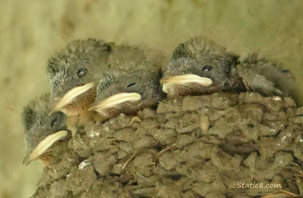 Four Barn Swallow nestlings in the nest