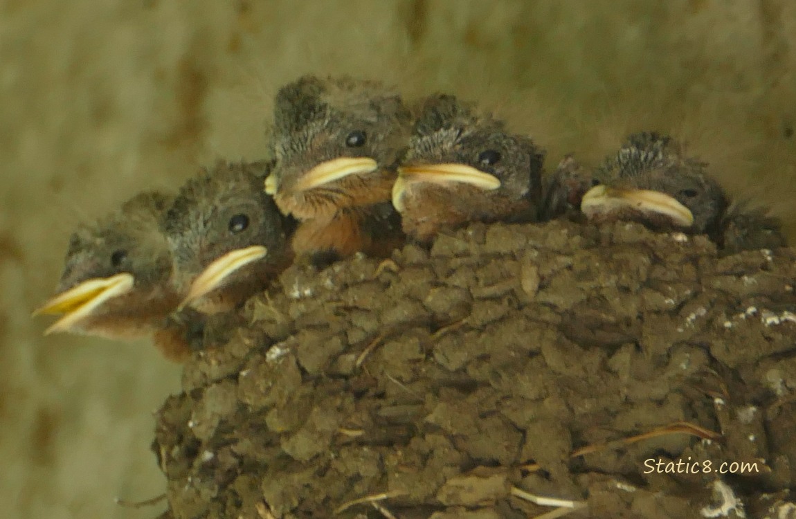 Five Barn Swallow nestlings in the nest