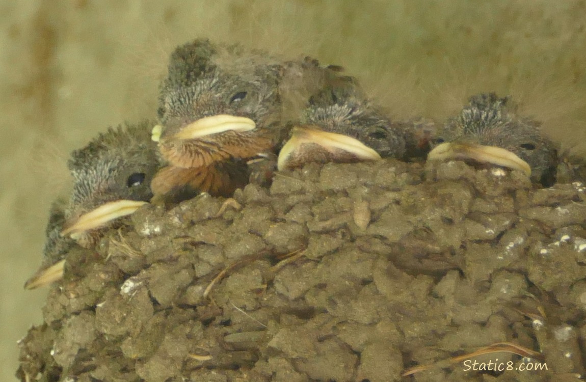 Barn Swallow nestlings in the nest