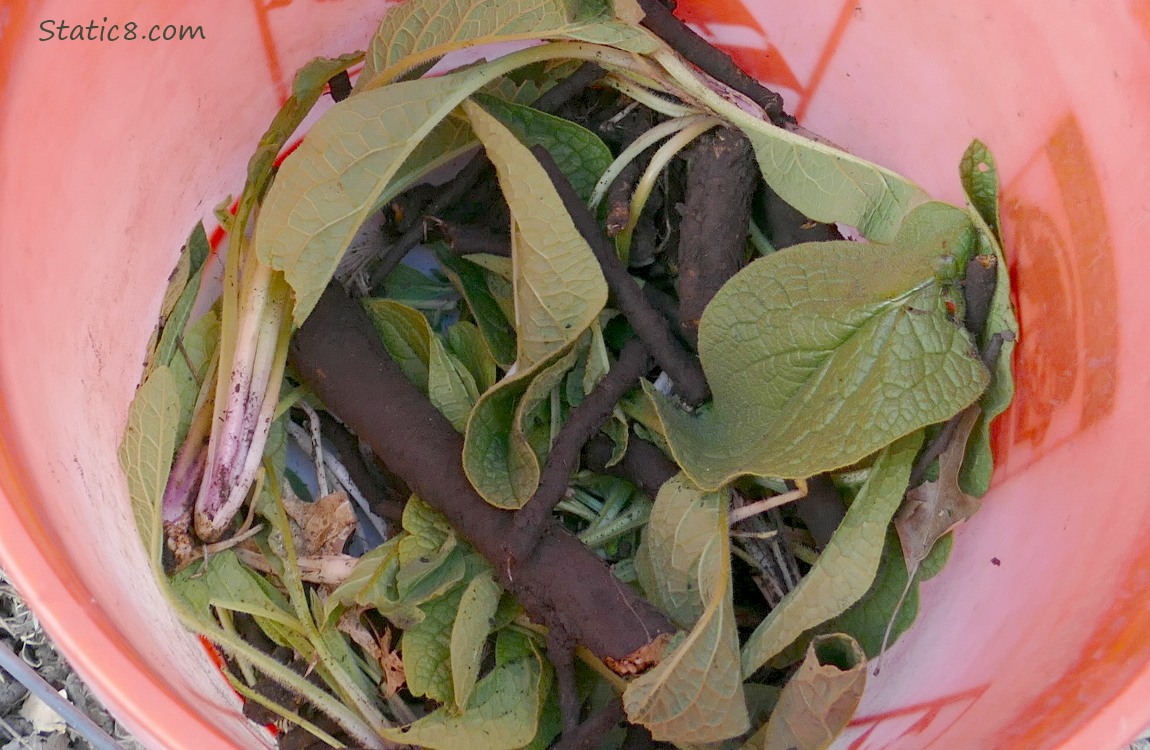 A bucket of Comfrey leaves and roots