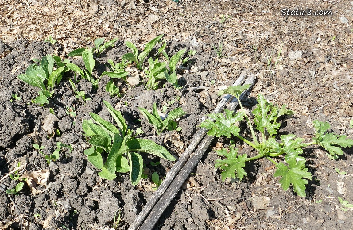 Comfrey leaves and a zucchini plant