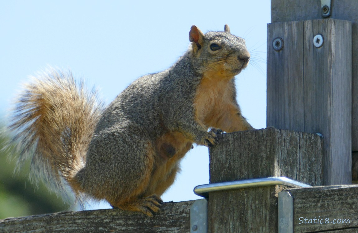 Squirrel standing on a wood fence