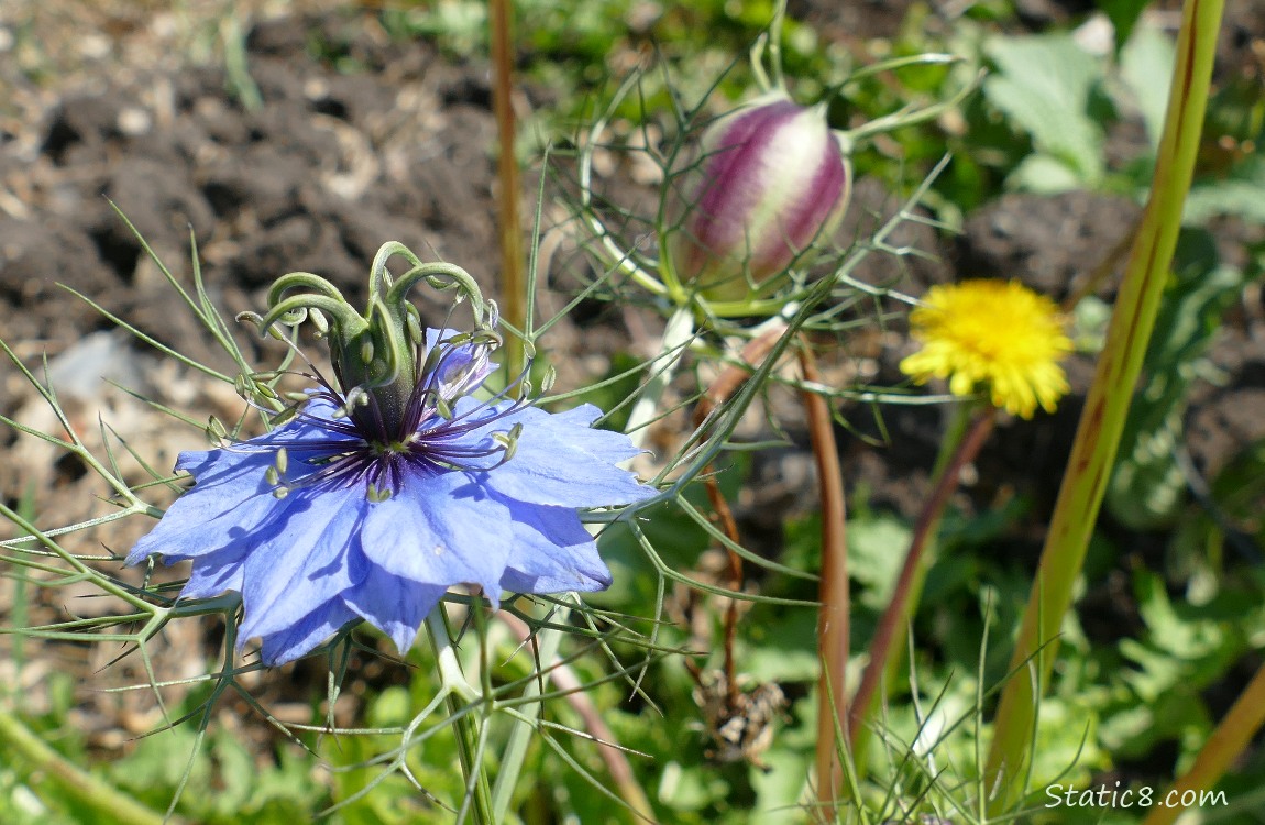 Love in a Mist bloom with a Dandelion bloom in the background