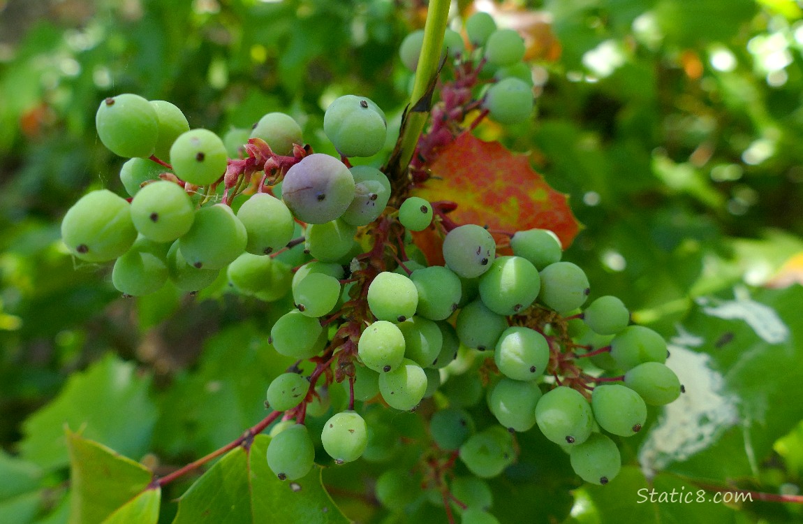 Green Oregon Grapes on the vine