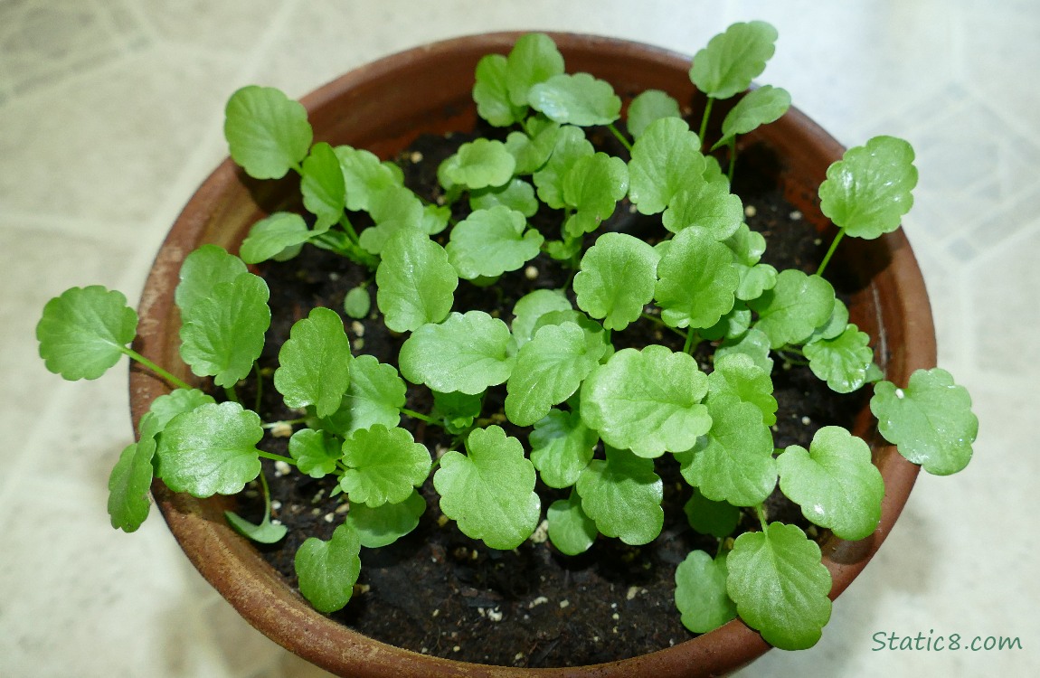 Small Pansy plants in a pot