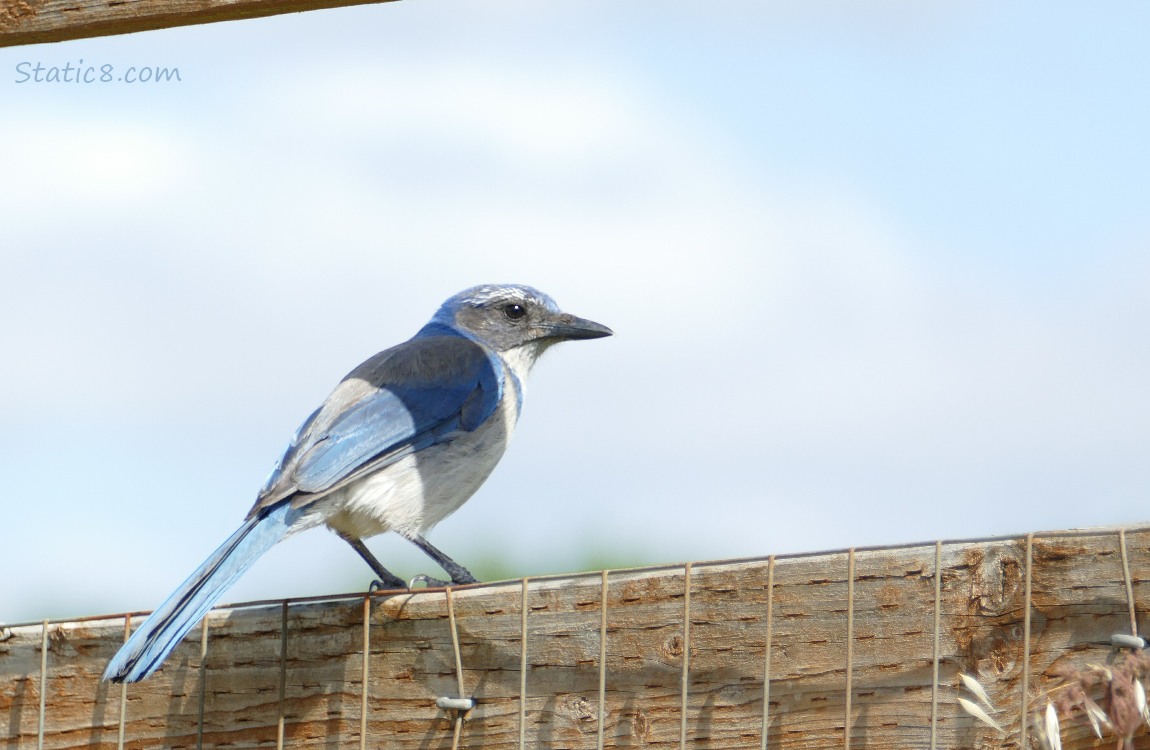 Scrub Jay standing on a wood fence