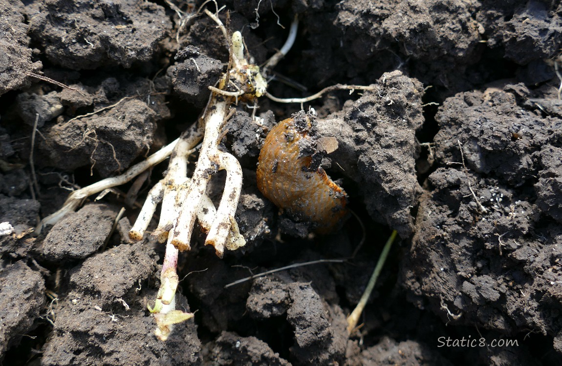 Weird roots with a slug curled up in the dirt