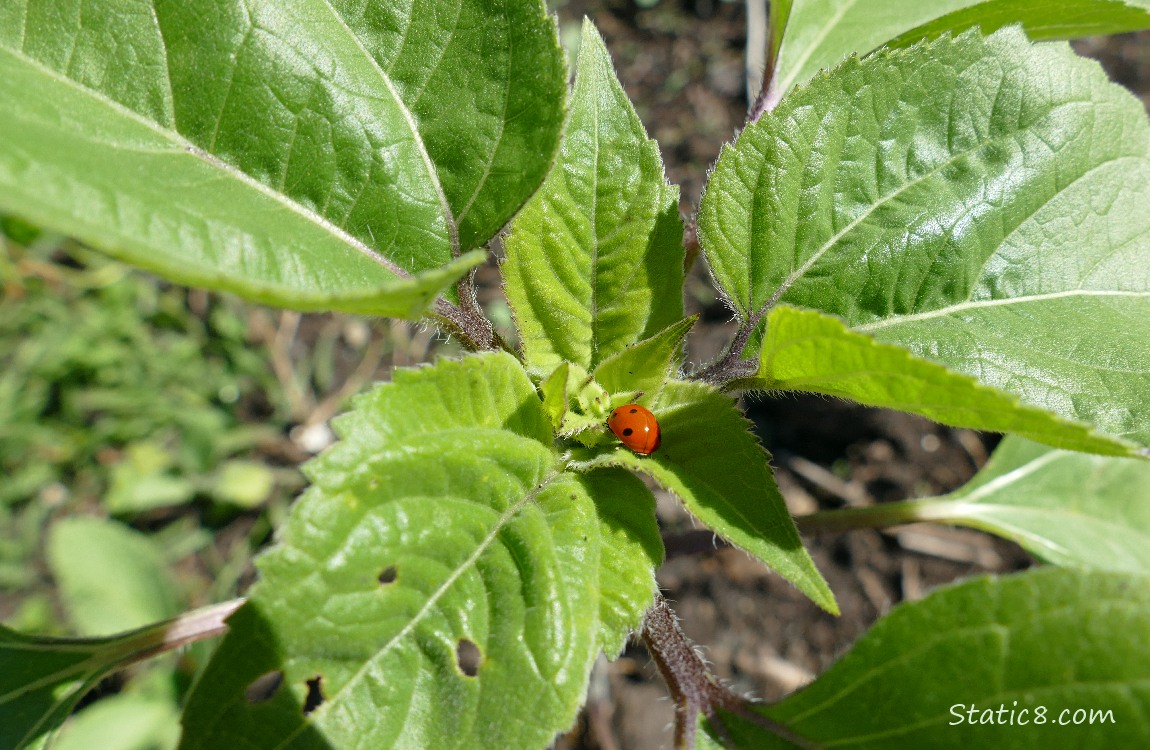 Ladybug in the center of a growing sunflower