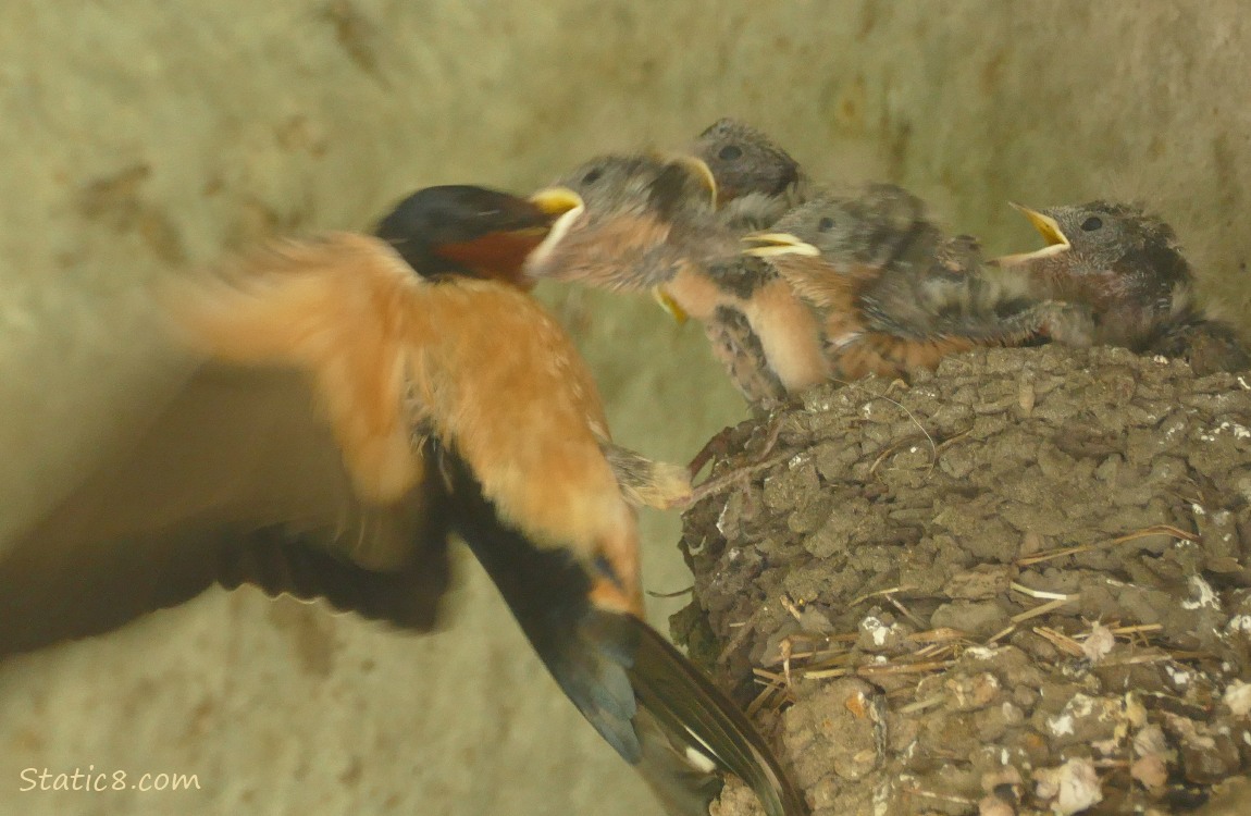 Parent Barn Swallow feeding nestlings in the nest