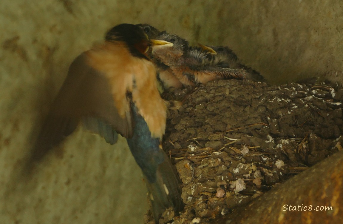 Barn Swallow parent coming in to feed another baby in the nest