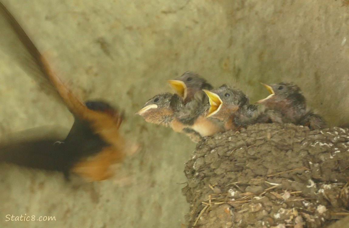 Parent Barn Swallow has fed a baby and is flying away from the nest