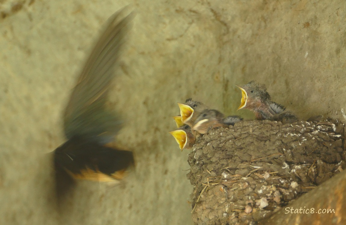 Parent Barn Swallow flying away from the babies in the nest