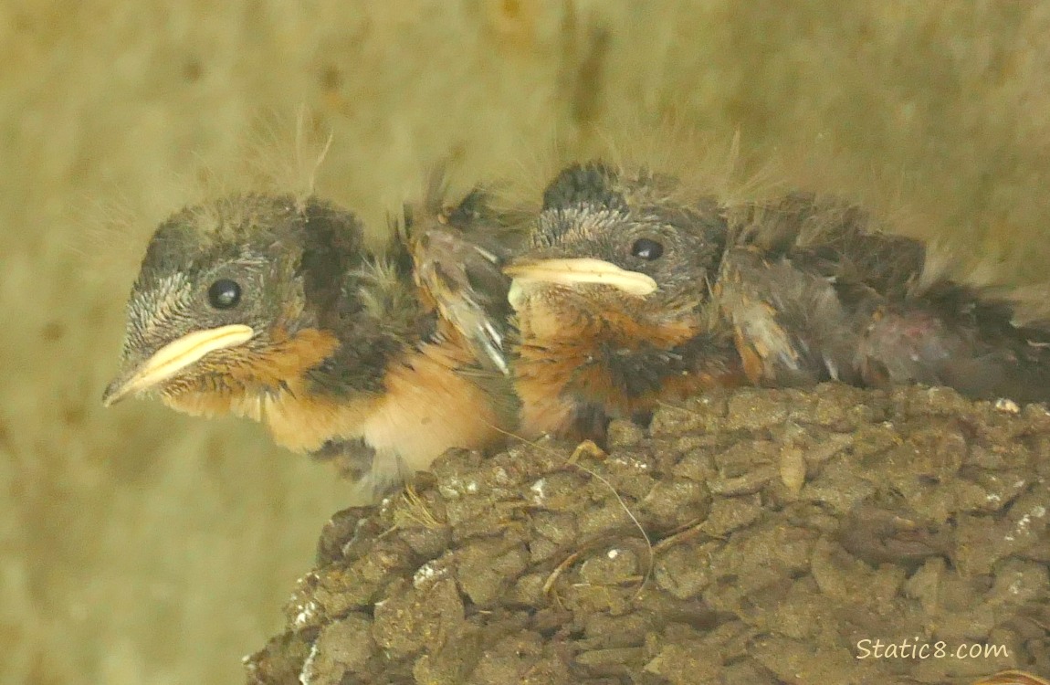 Barn Swallow nestlings in the nest