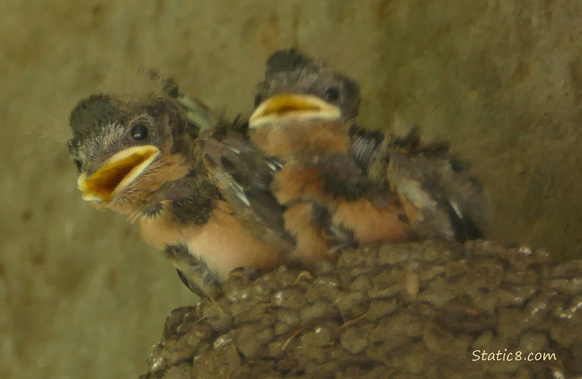 Barn Swallow nestlings in the nest