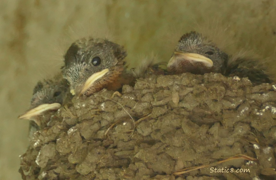 Barn Swallow nestling in the nest