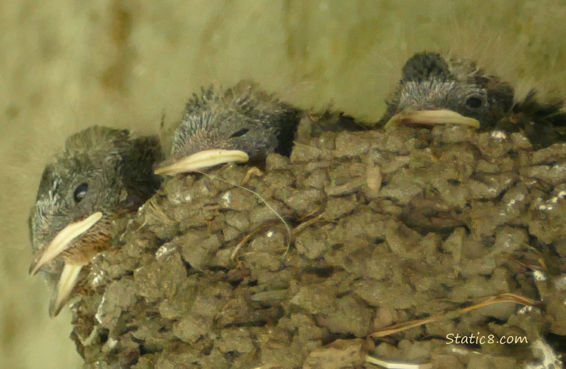 Barn Swallow nestlings sleeping in the nest