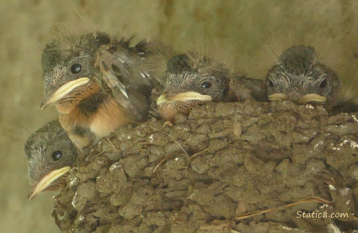 Barn Swallow nestlings in the nest