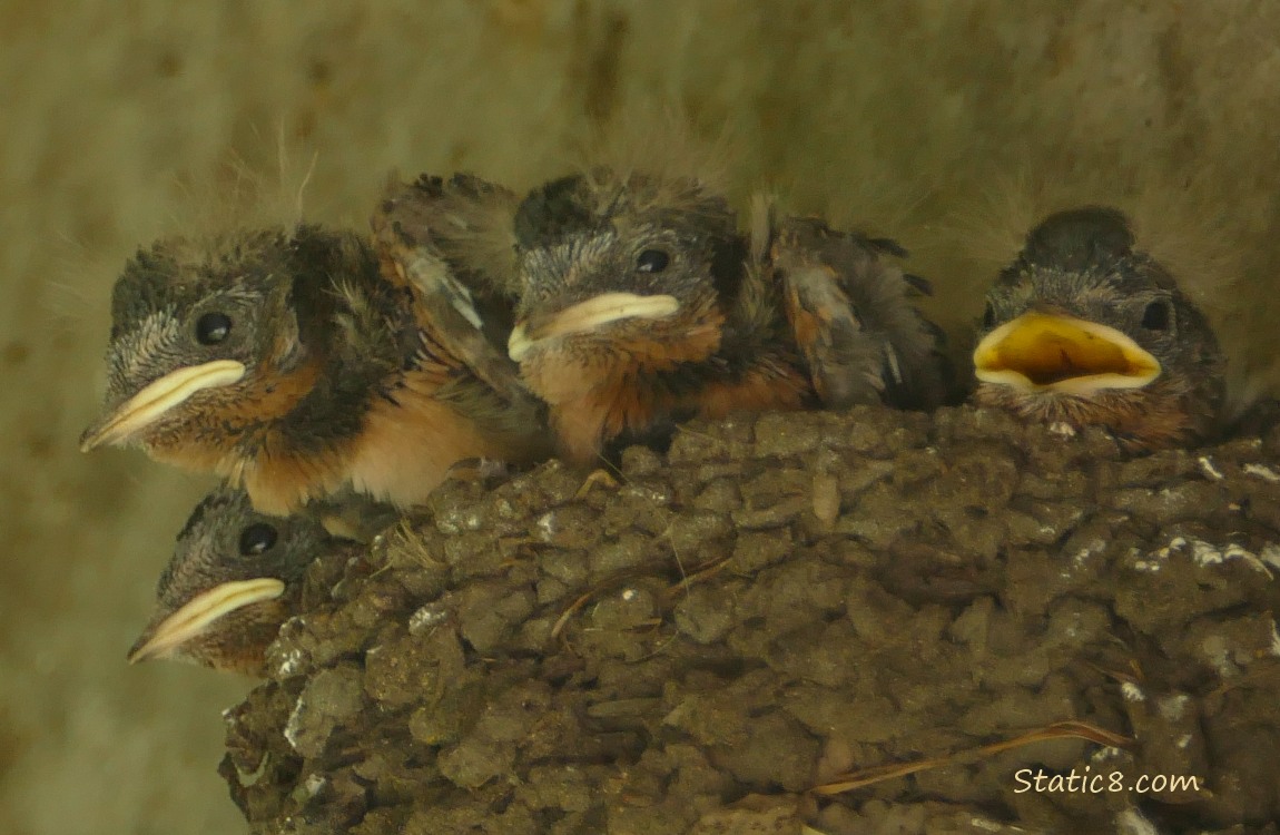 Barn Swallow nestlings in the nest