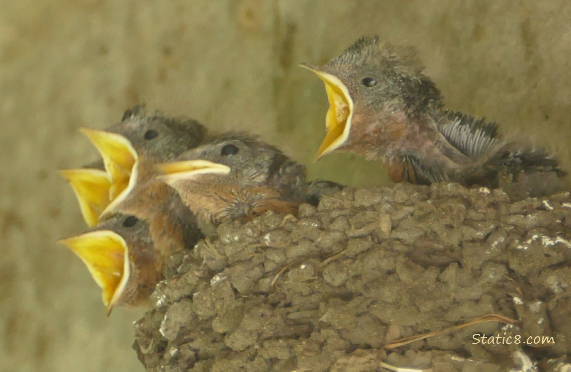 Five Barn Swallow nestlings in the nest