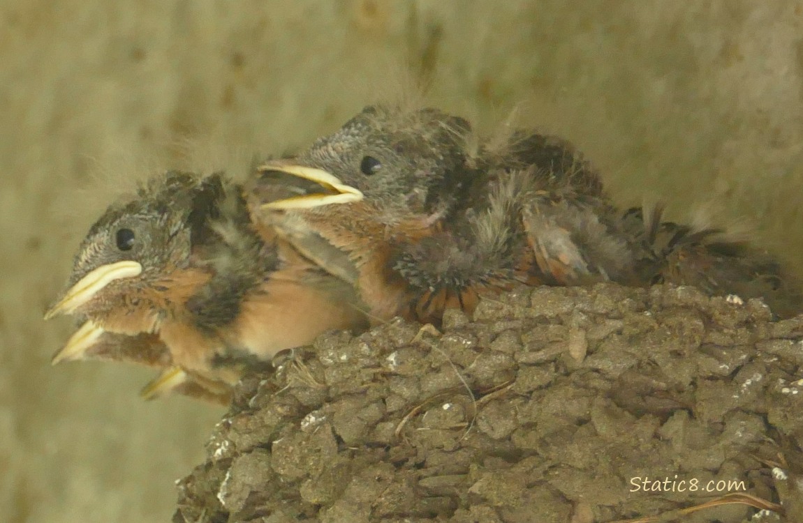 Barn Swallow nestlings in the nest