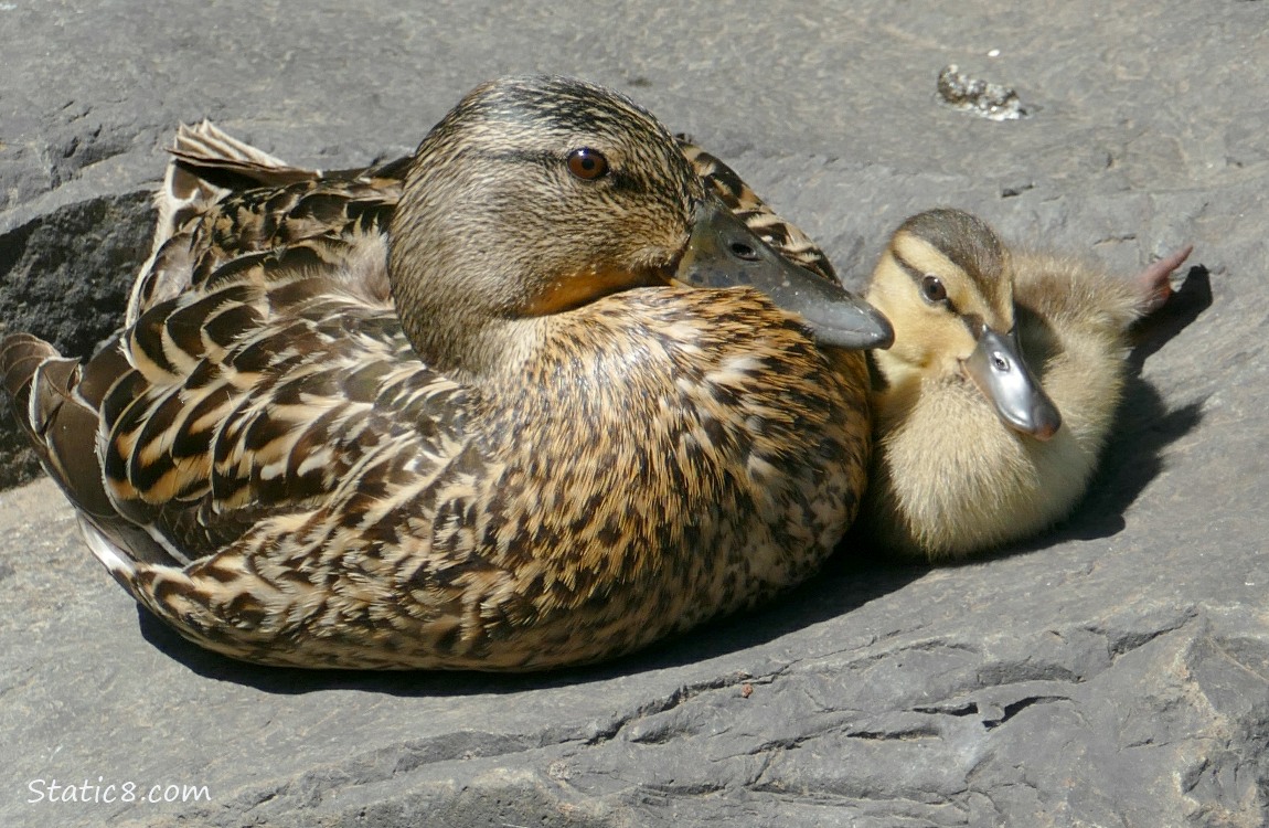 Mama Mallard and duckling sitting on a rock