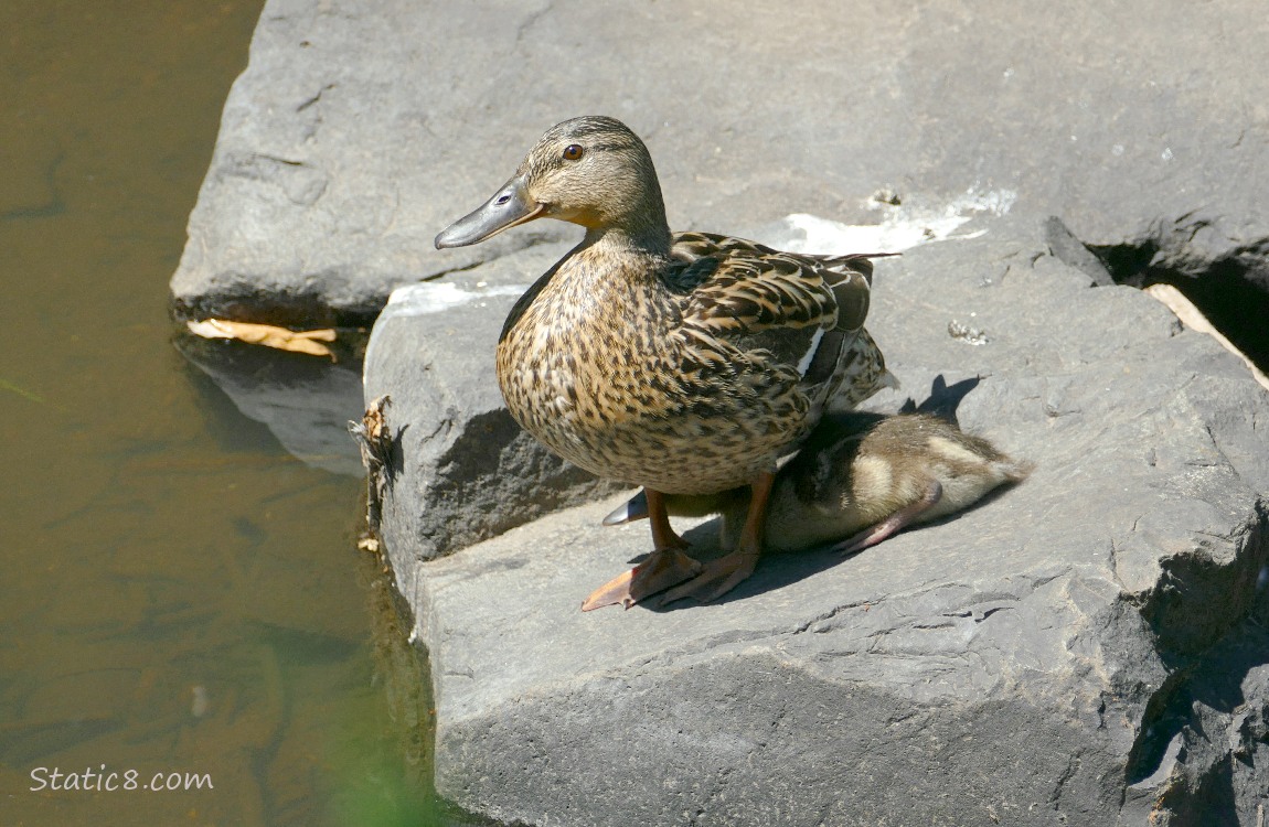 Mama Mallard standing and duckling is moving into her shadow