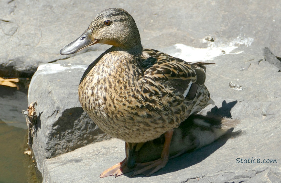 Mama Mallard standing and duckling is moving into her shadow