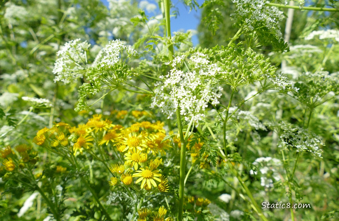 Yellow flowers with blooming Poison Hemlock