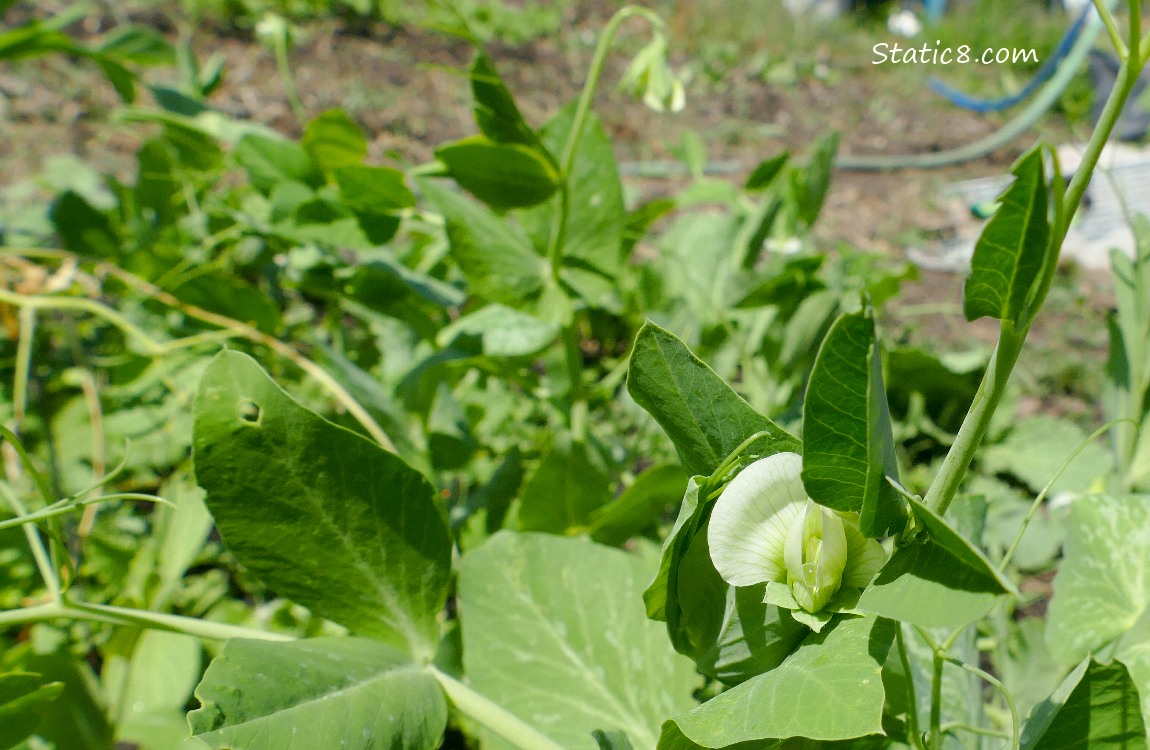 Snap Pea blooms