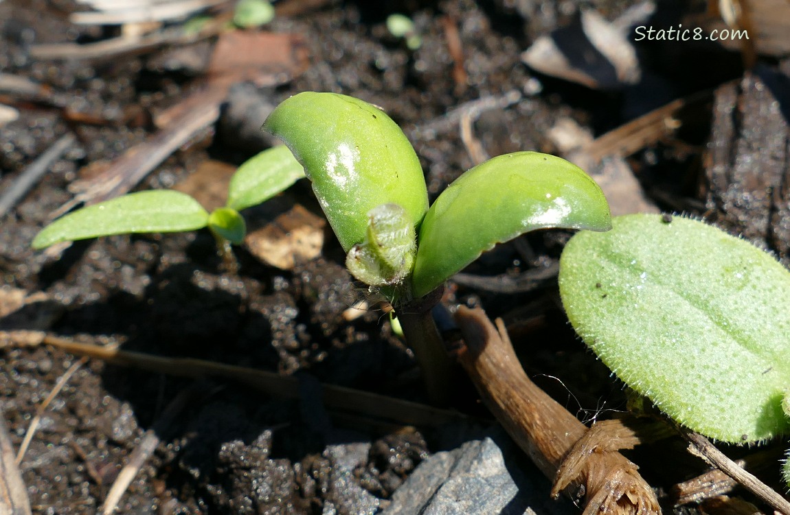 Soybean seedling and a bug