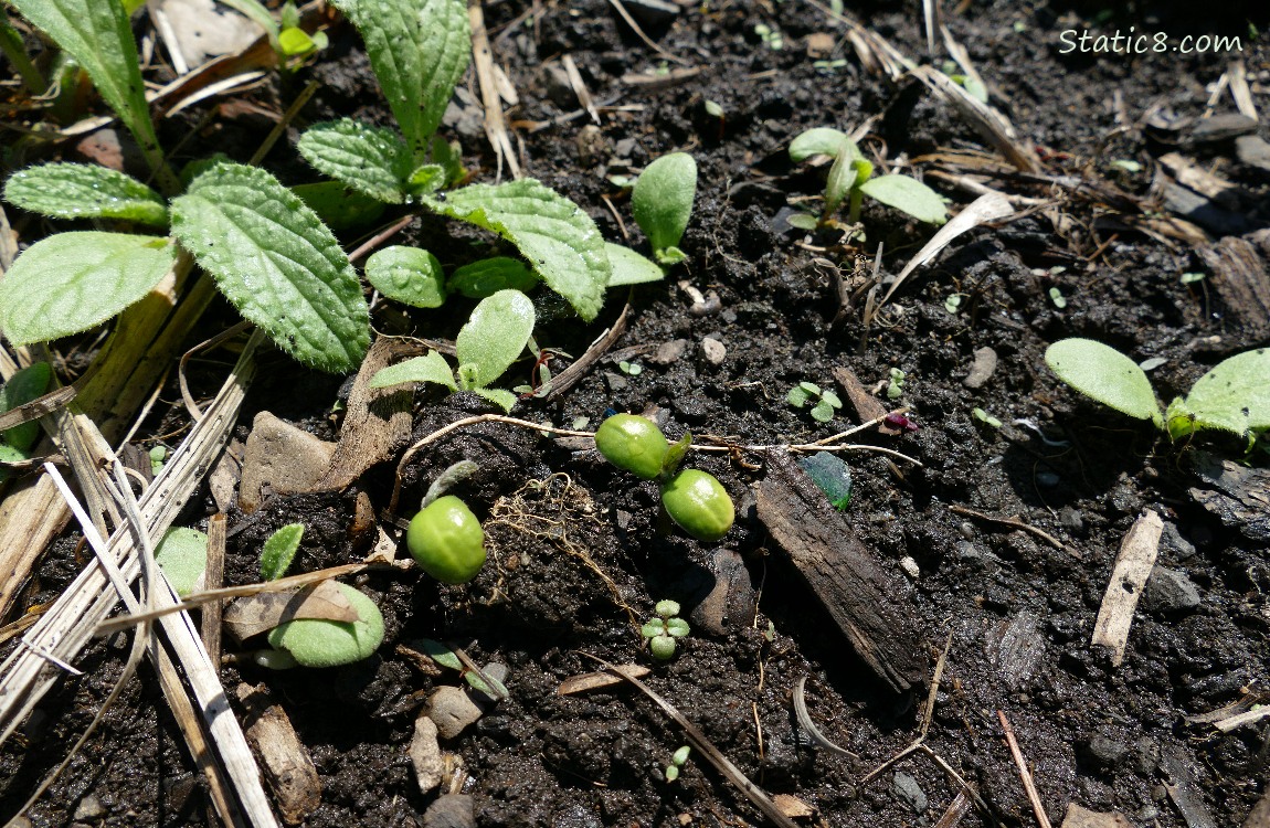 Soybean seedling