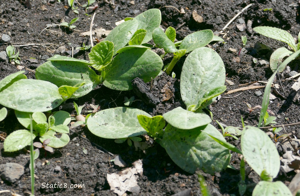 Squash seedlings growing in the dirt