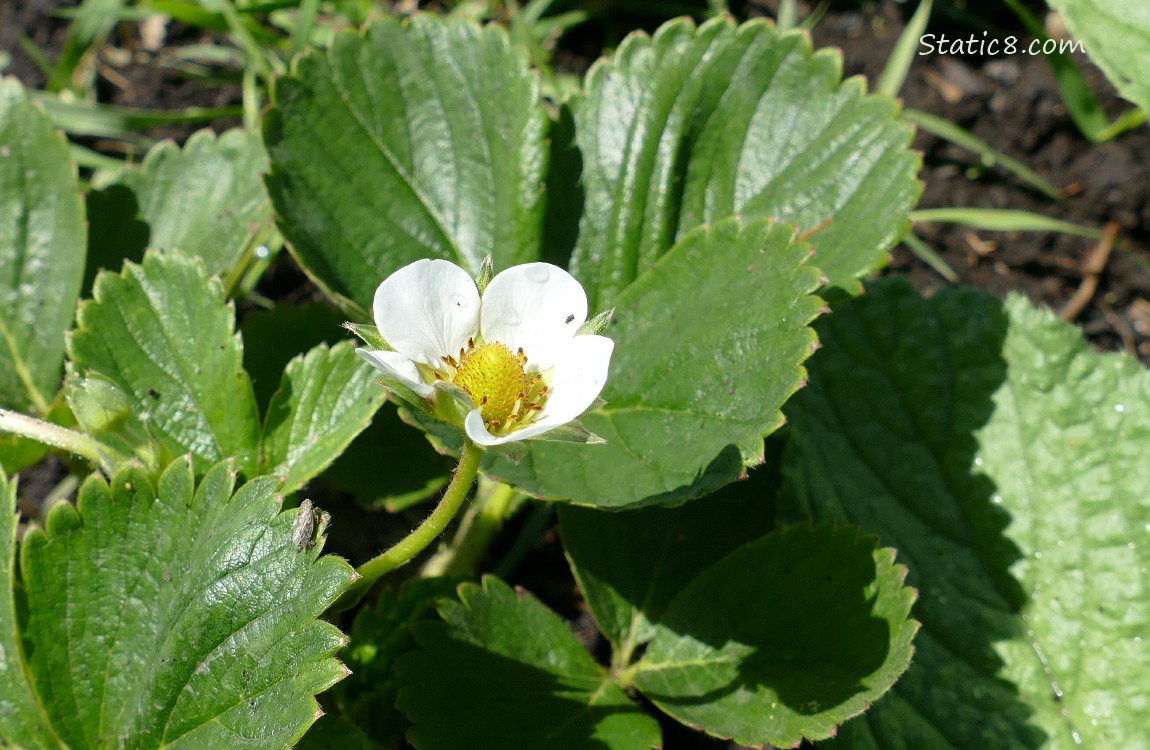 Strawberry blossom and leaves