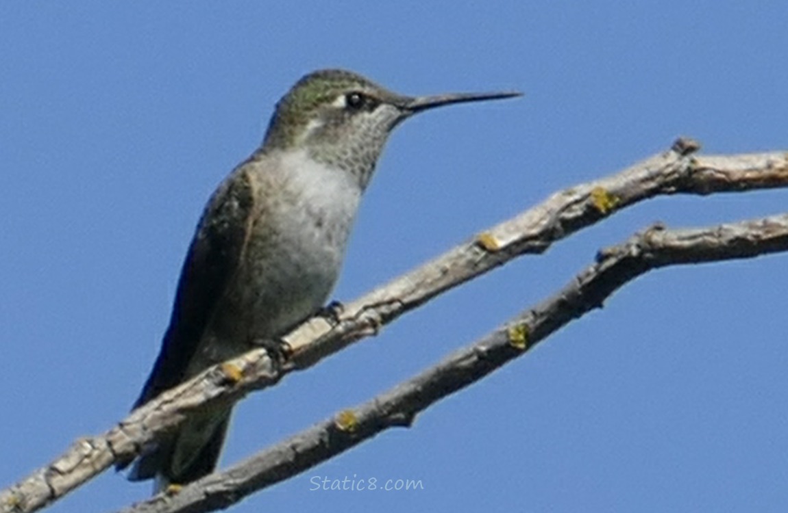 Female Anna hummingbird standing on a twig, blue sky behind her