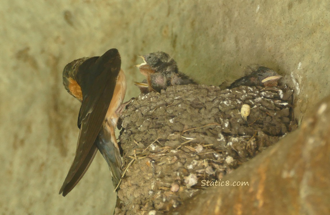 Barn Swallow parent turns away from the nest