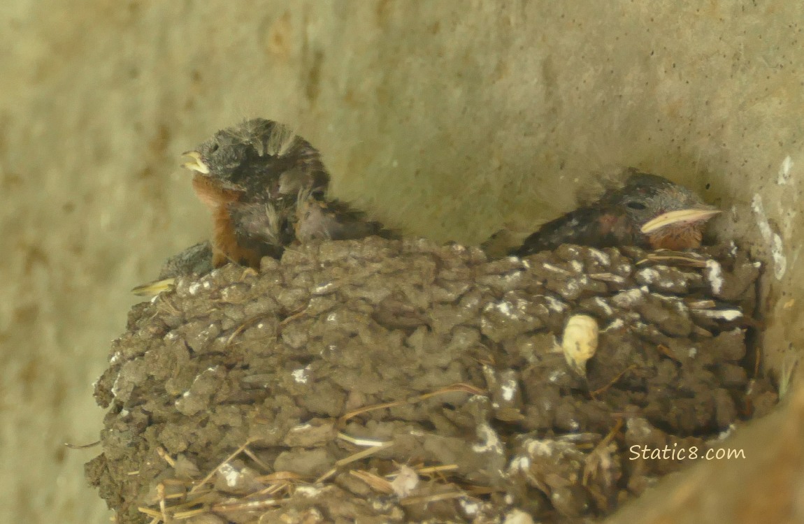 Barn Swallow nestlings in the nest