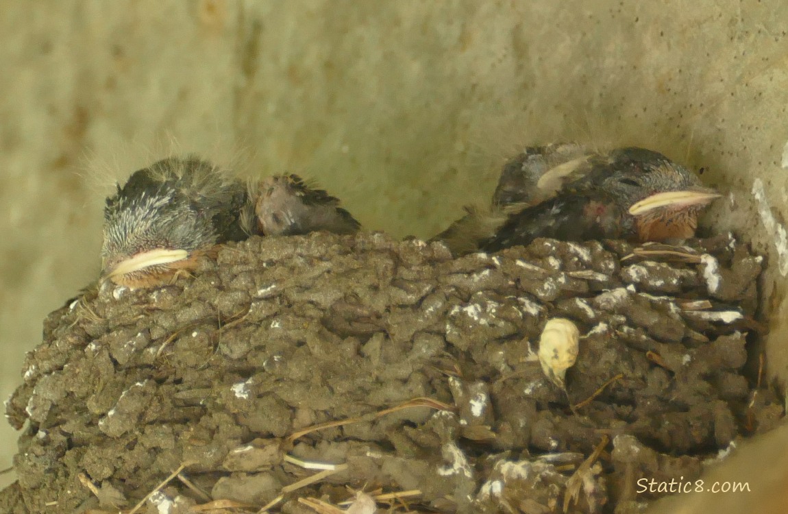 Two Barn Swallow nestlings, sleeping in the nest