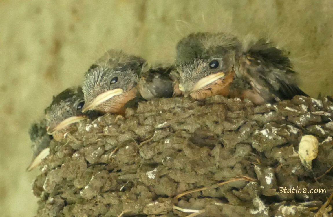 Four Barn Swallow nestlings in the nest