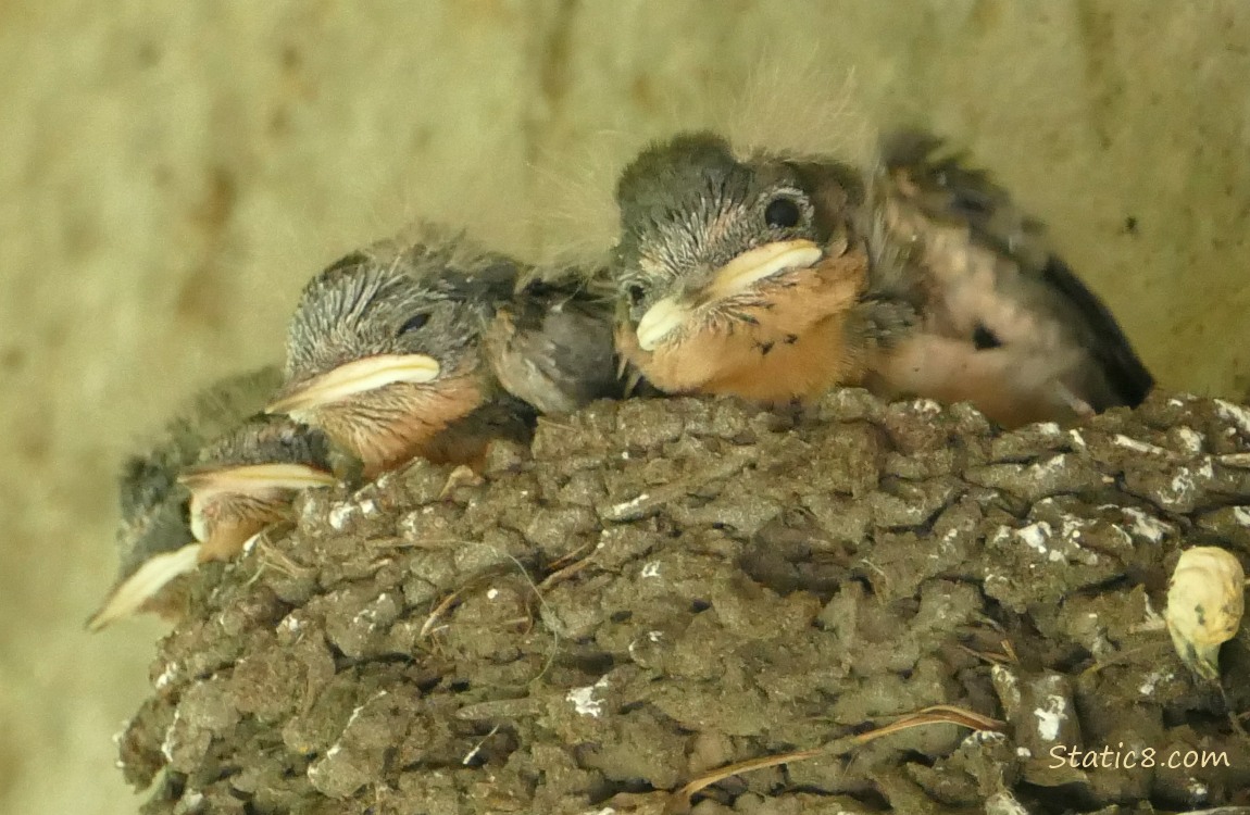 Four Barn Swallow nestlings in the nest